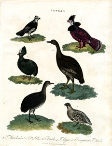 Tetrao arter (skogshöns) av John Pass