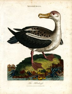 Albatrossen av John Pass