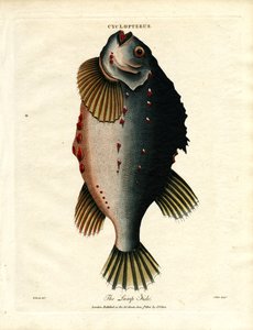 Klumpfisken av John Pass
