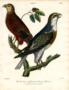 Afrikas parasit och furcated kite av John Pass