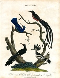 Upupa och Yunx (Hoopoe och Wryneck) av John Pass