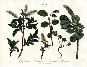 Olika arter av vide (Salix) av John Pass