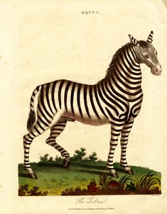 Zebra (Equus) av John Pass