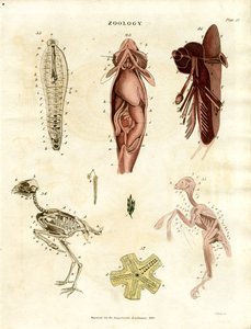 Zoologiska anatomiska illustrationer (plansch XV) av John Pass