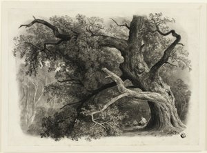 Gammalt träd i Billah - Sherwoodskogen av John Rawson Walker