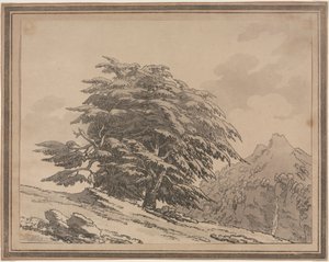 Avgränsningar av den allmänna karaktärens förgreningar och lövverk av skogsträd: Cedar, 1789. av John Robert Cozens
