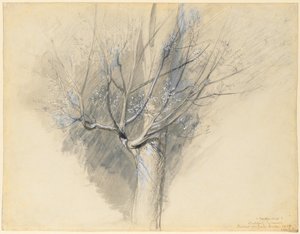 Spirande Sycamore, ca. 1876. av John Ruskin