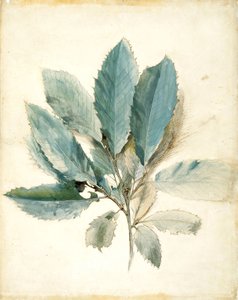 Kastanjeblad av John Ruskin