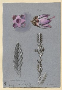 Fyra studier av Ling, troligen 14 september 1869 av John Ruskin