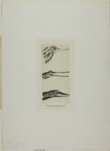 Huvud av anka med sågsnabel och två krokodiler av John Ruskin