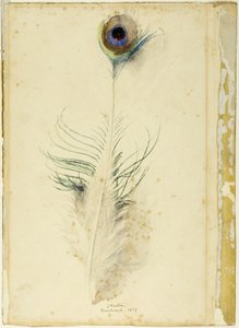 Påfågel fjäder av John Ruskin