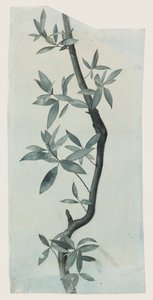 Study of Willow Leaves, c.1857 (penna och akvarell på papper) av John Ruskin