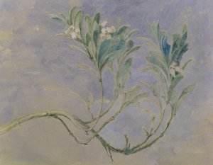 Study of a Sprig of a Myrtle Tree, c.1877 (penna & brunt bläck & wc över penna förhöjd med vitt på papper) av John Ruskin