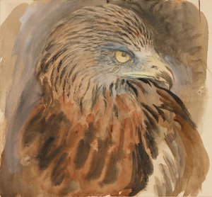 The Head of a Kite, från Life, 30 augusti - 1 september 1870. av John Ruskin