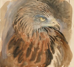 The Head of a Kite, från Life, 30 augusti - 1 september 1870. av John Ruskin