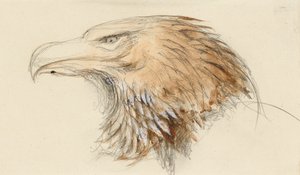 The Head of a common Golden Eagle, from Life, 8-11 september 1870 (akvarell och kroppsfärg över grafit på vävt papper) av John Ruskin