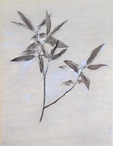 Under ytan av en torkad spray av oliv, samlad i Verona, efter 1878 av John Ruskin