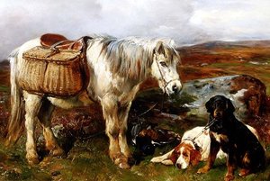 Höglandsponny med hundar