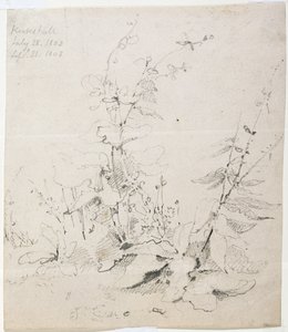 Study of Weeds, Kirkstall av John Sell Cotman