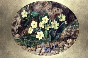 Primula och violer