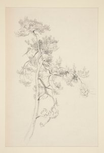 Träd och lövverk av John Singer Sargent