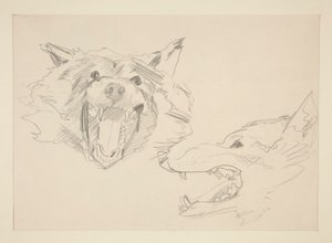 Två vyer av en varg av John Singer Sargent