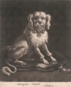 En liten hund som bär ett halsband.