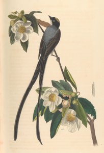 Gaffelstjärtflugsnappare, Gordonia lasianthus, 1840-44.