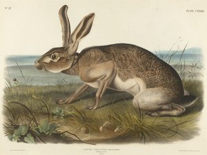 Texian Hare, 1848 (handfärgad litografi på vävt papper)