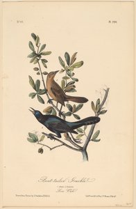 Båtsvansad grackle av John T. Bowen, after John James Audubon