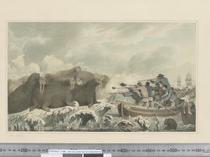 F.32 Sea Horses, ca 1773-84 (akvarell) av John Webber