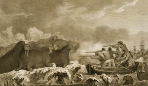 Sea Horses, figurer av J. Heath, graverad av E. Scott, platta 52 från "Journal of a Voyage to the South Seas", transkriberad från Sydney Parkinsons papper, pub. 1823 av John Webber