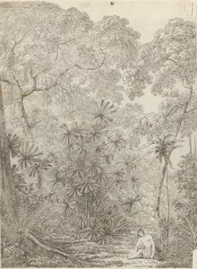 Fläktpalmen i Krakatoa av John Webber