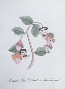 Vanliga nötter. (Lunatica Marxbrosium), illustration från 