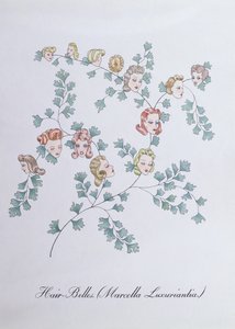 Hair-Belles (Marcella Luxuriantia), illustration från 