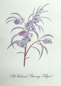 Old Fashioned Flivverage (Fallopia.), illustration från "The Bogus Book of Botany" av John Weir av John Weir