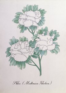 Flox. (Muttonica Idiotica), illustration från "The Bogus Book of Botany" av John Weir av John Weir