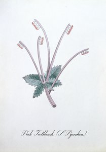 Rosa tandborste (L