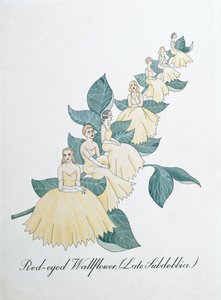 Red-eyed Wallflower (Late Subdebbia), illustration från 