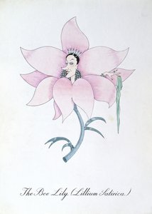 The Bee Lily (Lilium Satirical.), illustration från "The Bogus Book of Botany" av John Weir