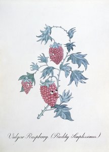 Vulgär hallon (Rudity Simplissimus), illustration från "The Bogus Book of Botany" av John Weir