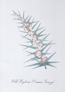 Wild Hysteria (Common Frenzy.), illustration från "The Bogus Book of Botany" av John Weir