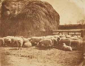 [Får i en fålla] av John Whistler