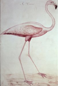 Flamingo (ritning) av John White