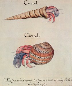 Eremitkräfta
