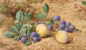 Plommon, 1870.