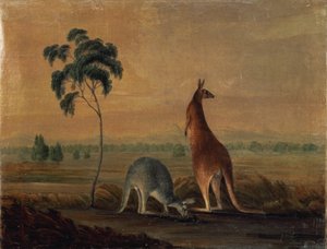 Känguruer i ett landskap, c.1819 av John William Lewin
