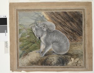Koala och unga, 1803, J.W. Lewin, 1803 (wc och gouache)