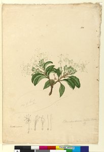 Sida 100. Clerodendrum tomentosum, c.1803-06 (wc, penna, bläck och penna) av John William Lewin