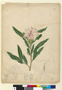 Sidan 104. Hibiscus heterophyllus, ca 1803-06 (wc, penna, bläck och blyertspenna) av John William Lewin